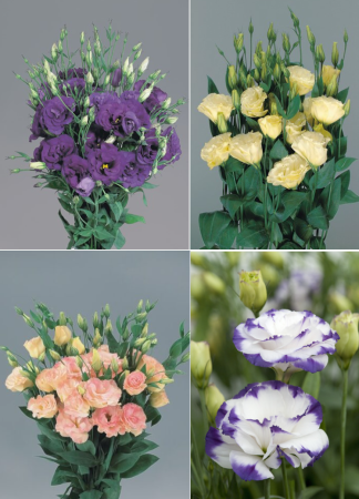 Эустома крупноцветковая Супер Мэджик F1 Takii, Набор_1 (4 уп-ки) , Поиск фото в интернет-магазине "Сортовые семена"